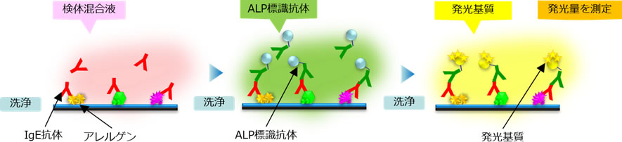 アレルギースクリーニング検査